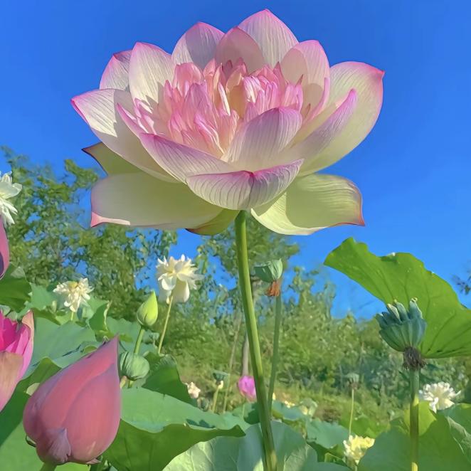 何秀荣