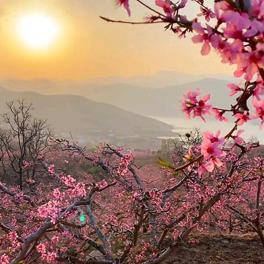 🌸十里桃花