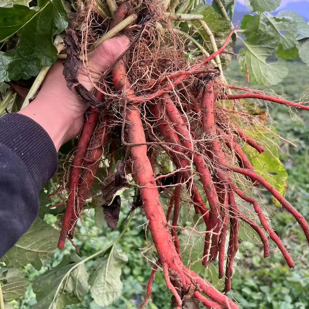 冀来之，泽良植