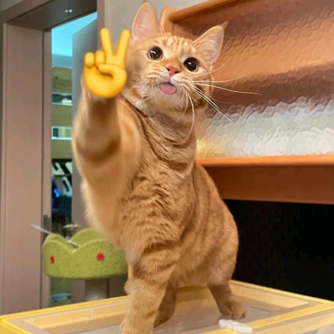 ^雪莲花₁⁵