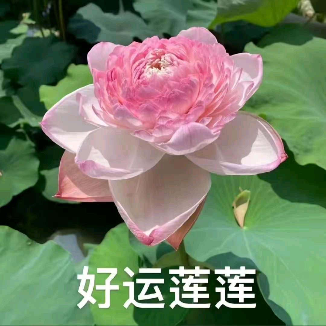 快ᨶ႒ᩚ乐ᥫᩣ໌້ᮨ随心✨: 💞