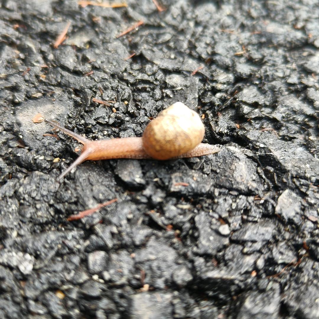 一个小蜗牛