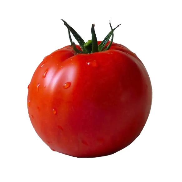 多汁的西红柿🍅