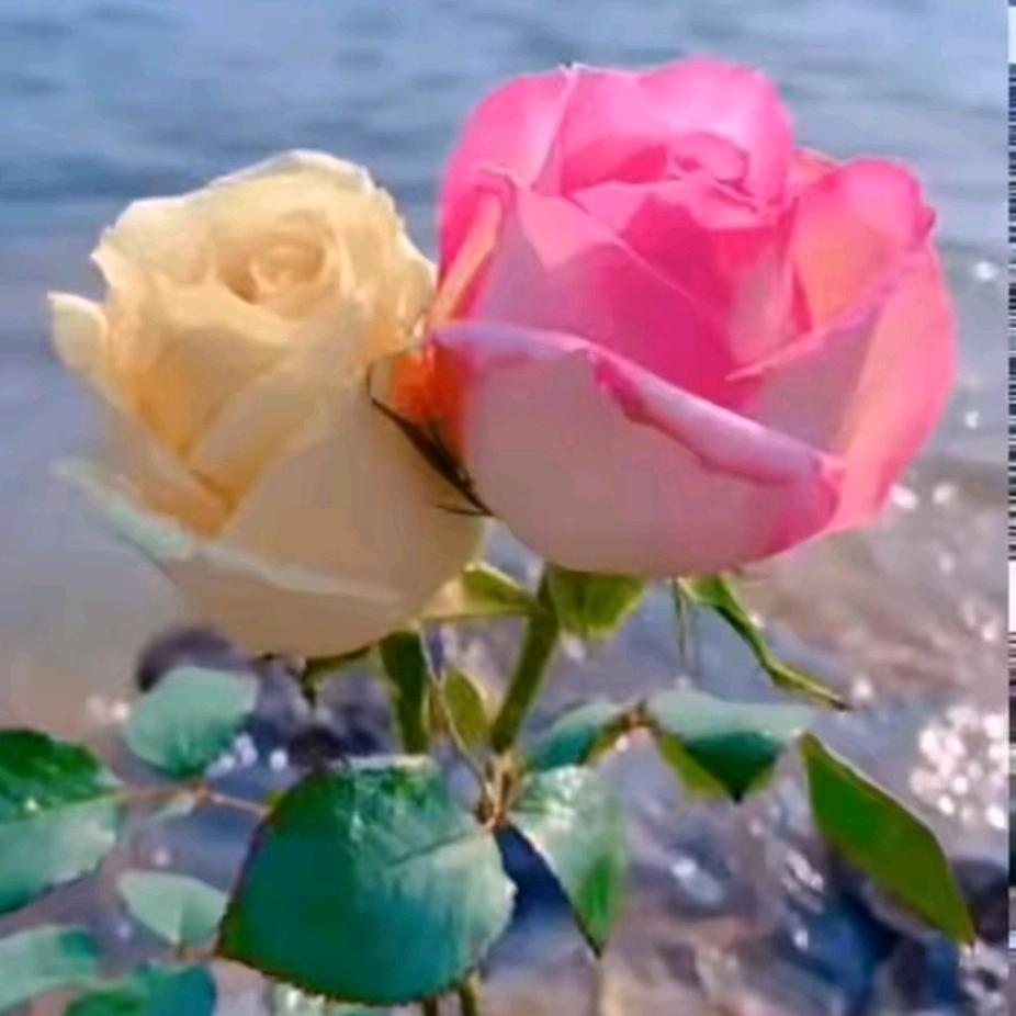 开心🌹