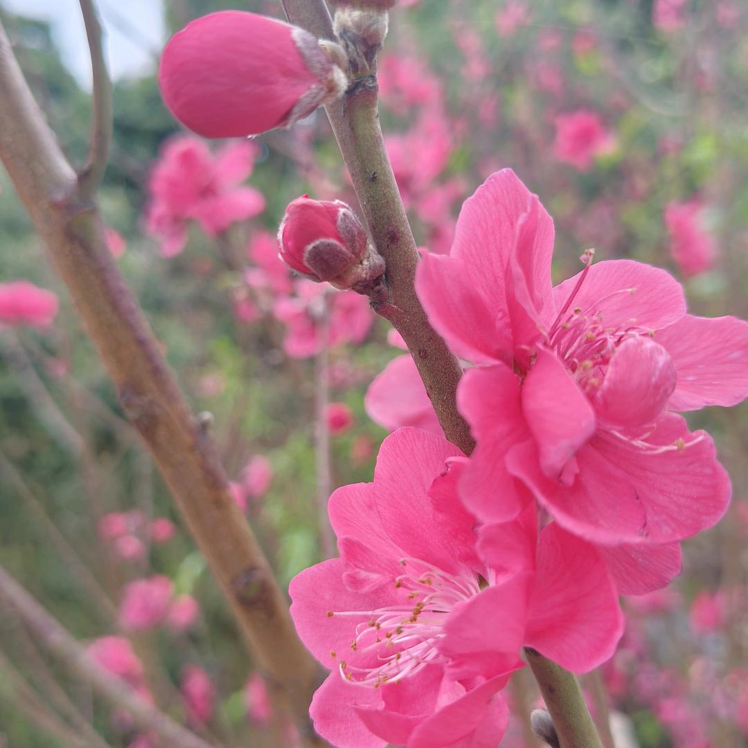 小橘子