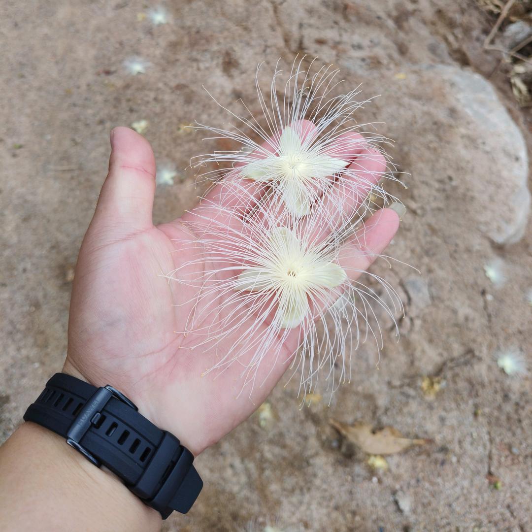 小龙歌（非洲）