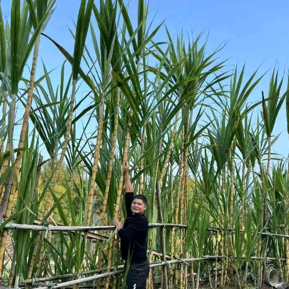 小刘水产 收购麦鳞.土鳞出赤眼鳟水花