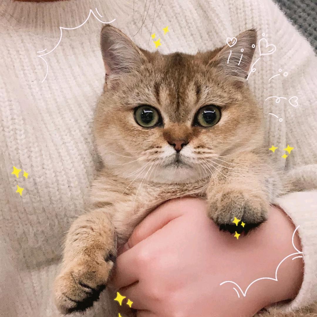 火泡芙是只喵🐱