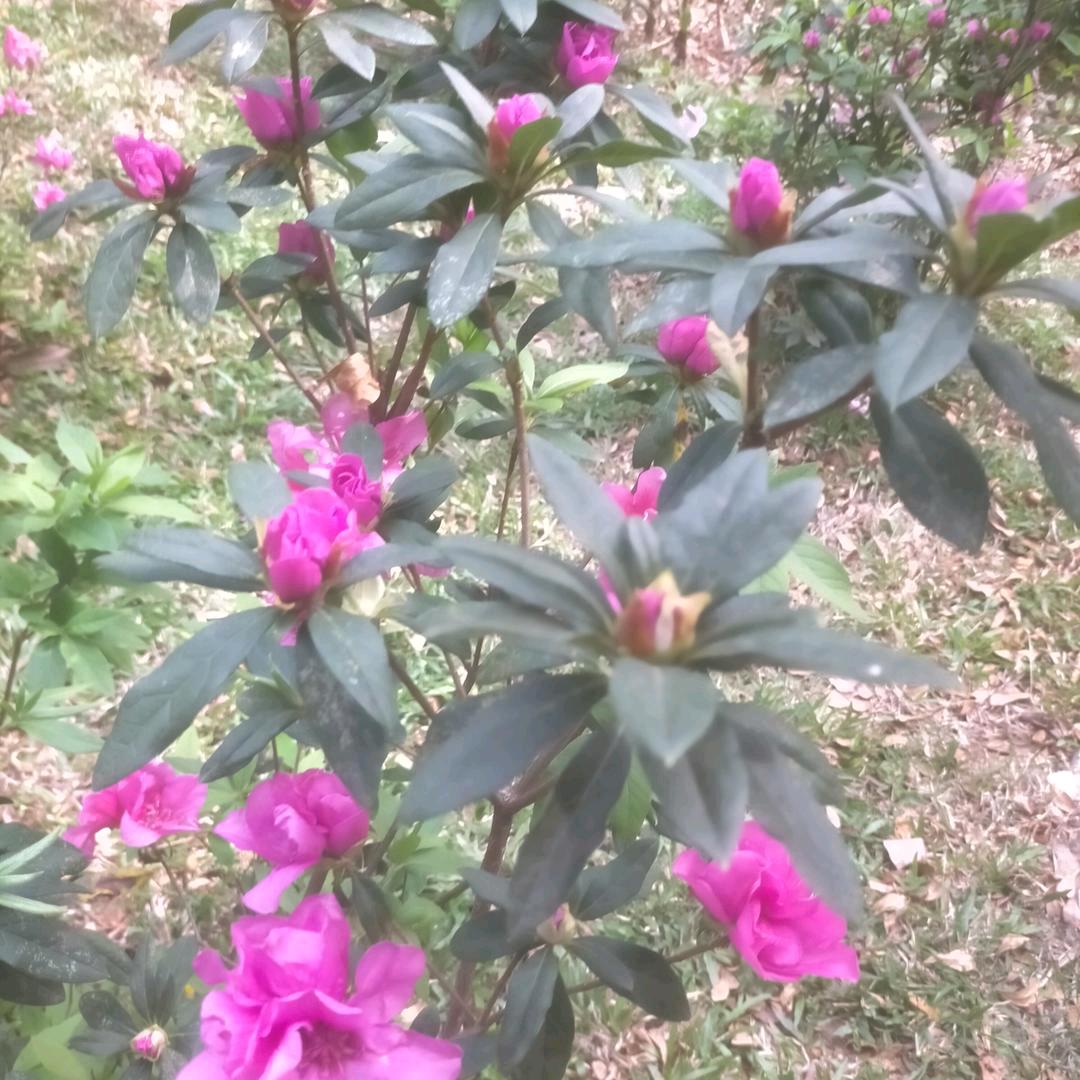 爱珊爱程等