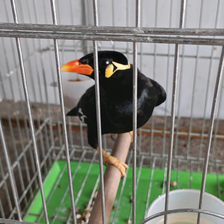 圆圆八哥萌宠铺子