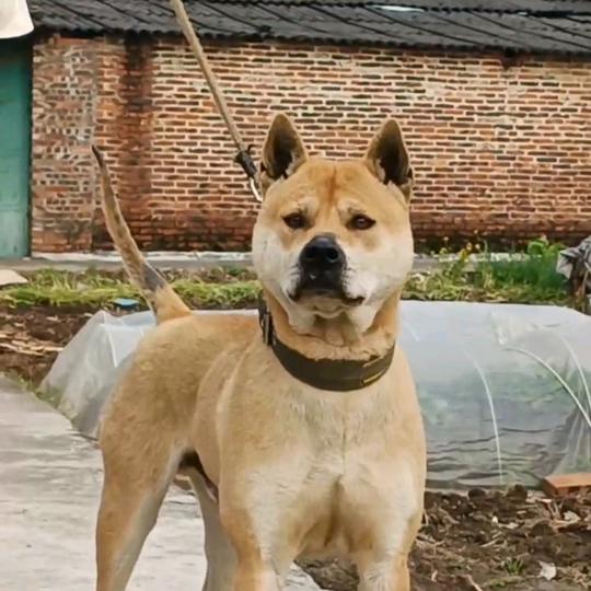 广西二姐土狗苗