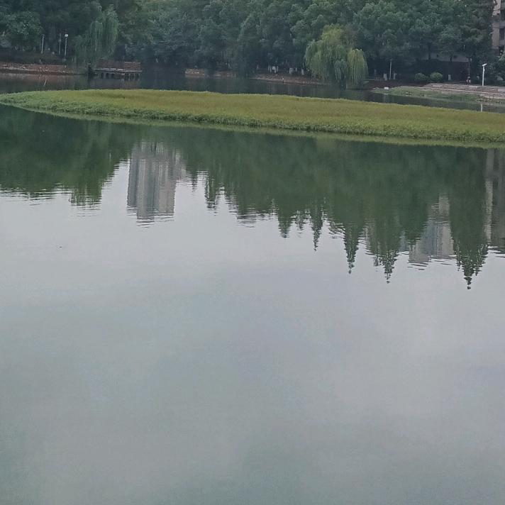 君宝