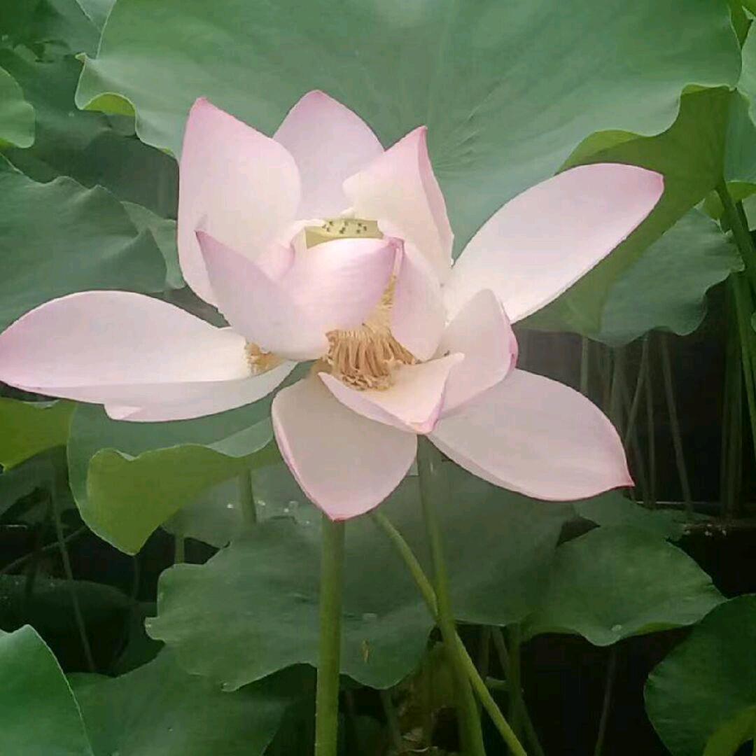 小春燕