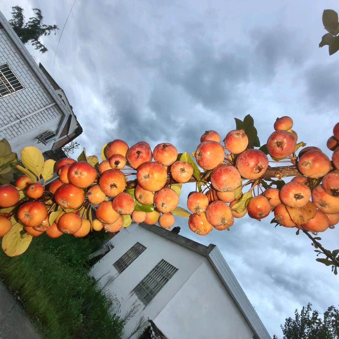 木子晓