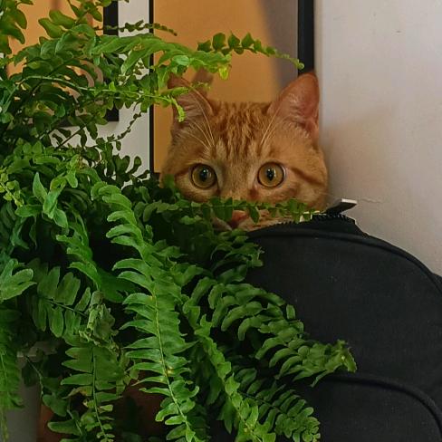 沪漂老女孩和猫室友