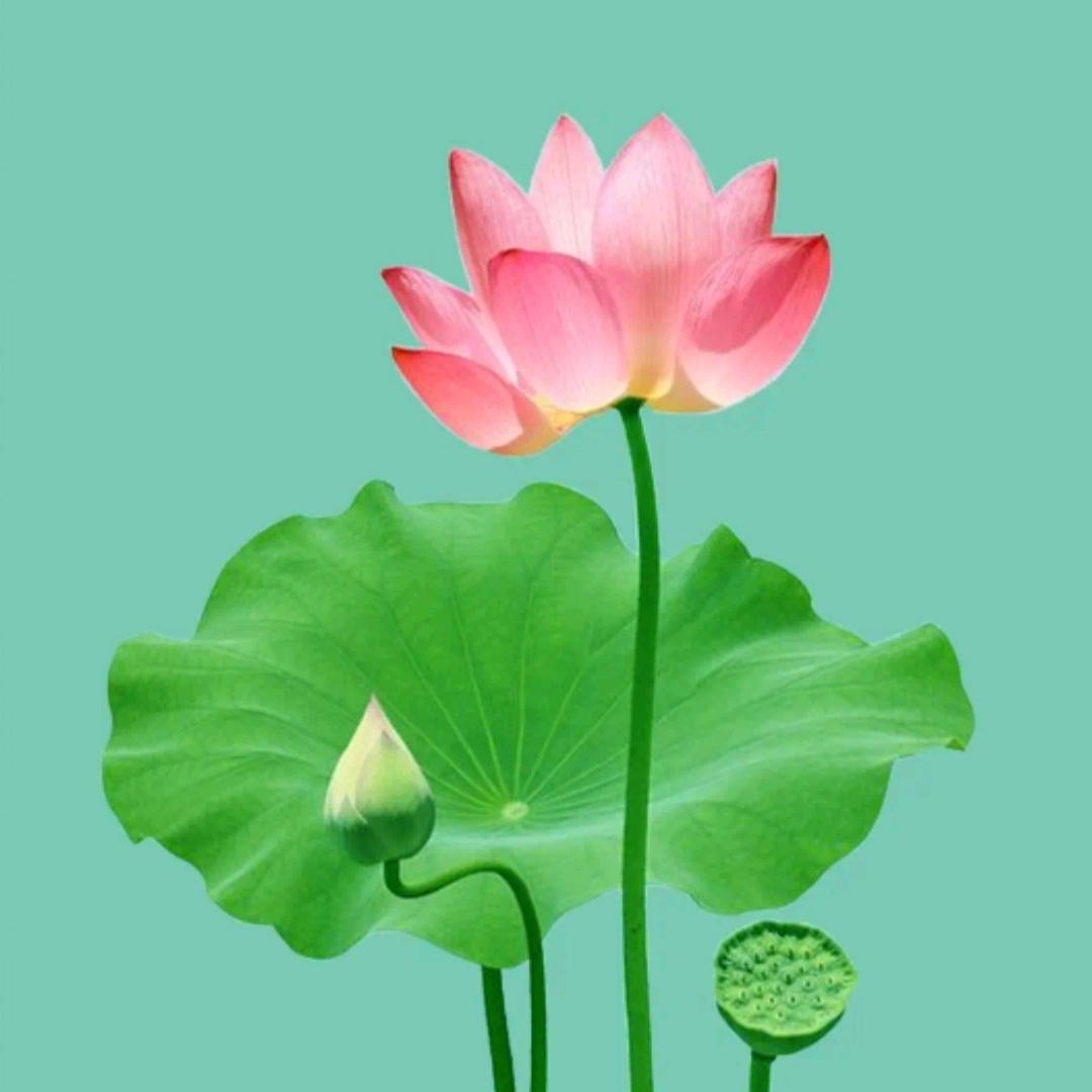 爱我爱的人（不定时开播 爱好唱歌）