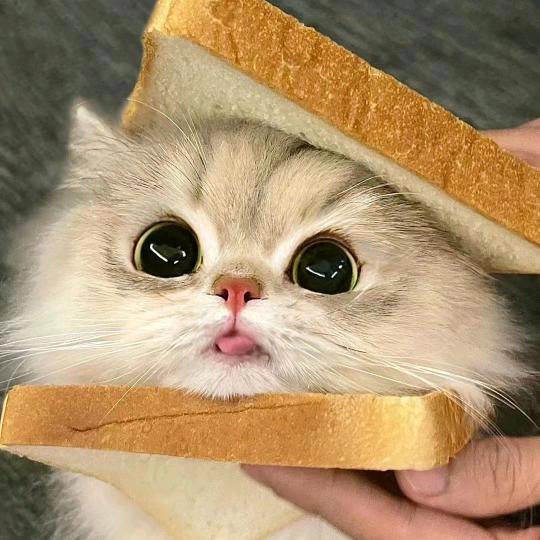 猫᳐猫᳐੭（封票版）
