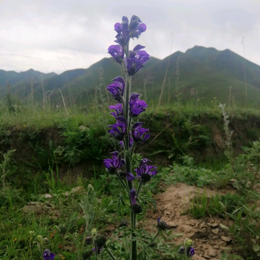 月亮的梦想