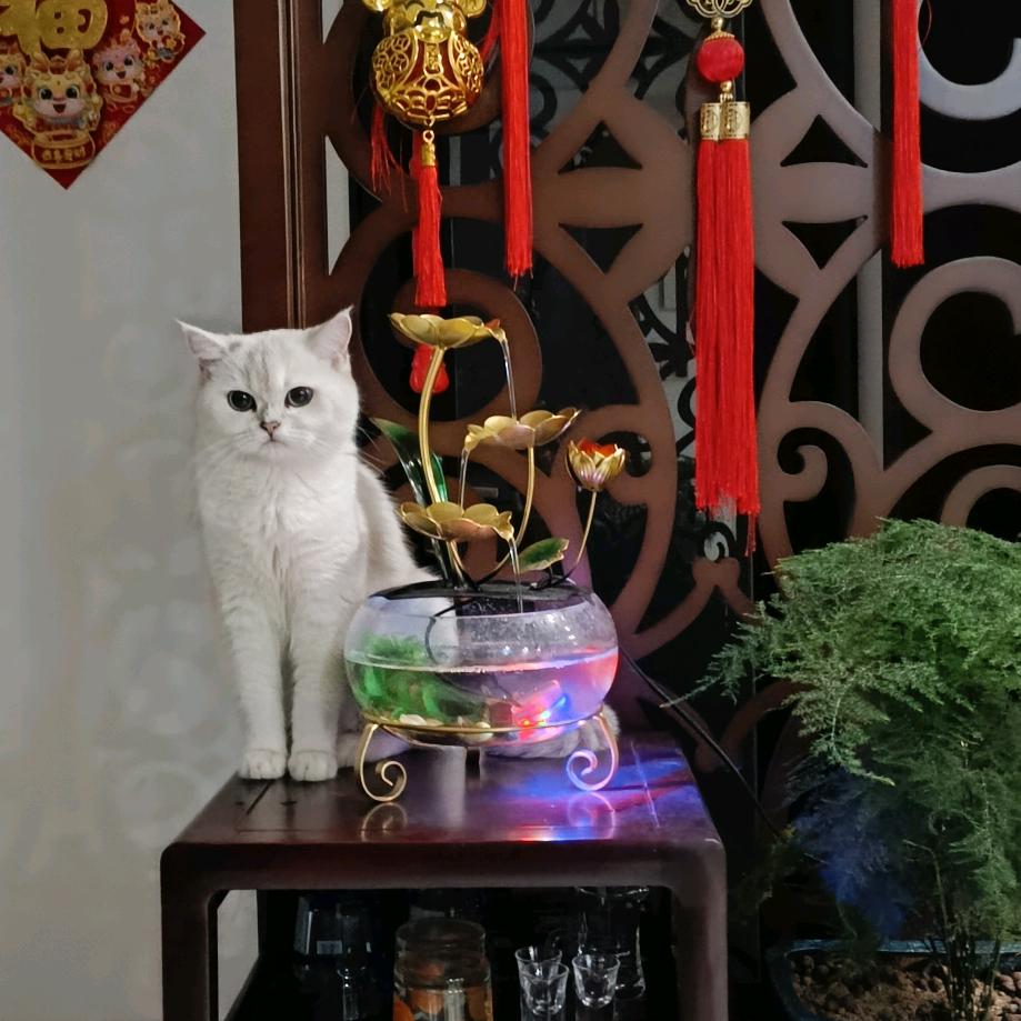 招财猫妞妞