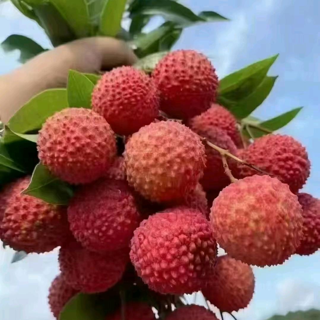 木公木白