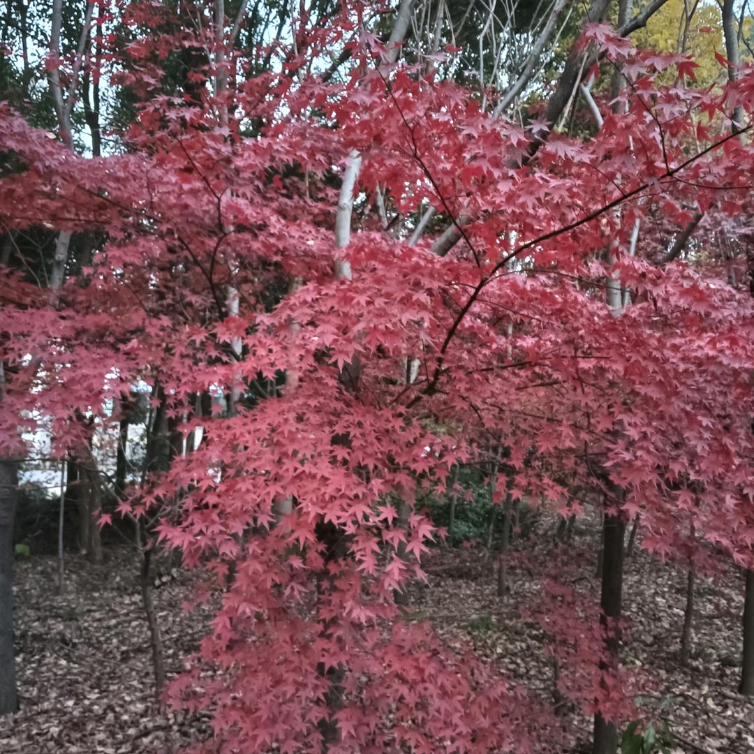 李老七