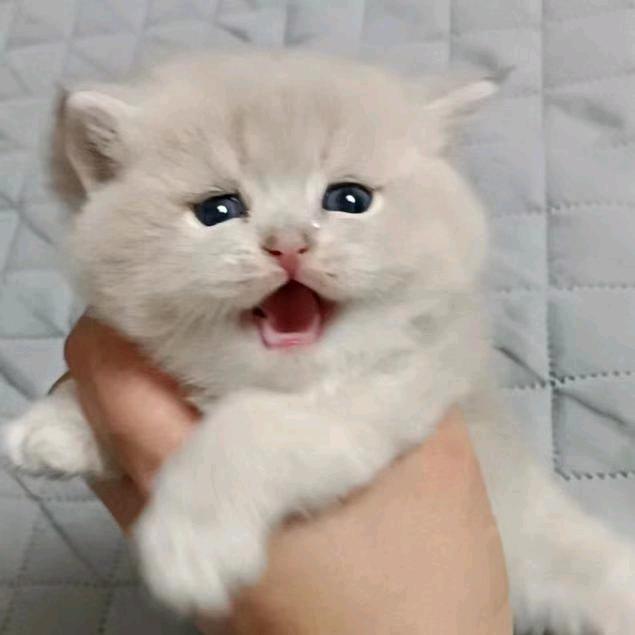 萌猫苑