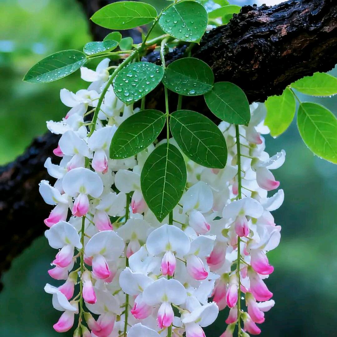 ♬༂甜了夏天༽༼醉了春烟♪༃