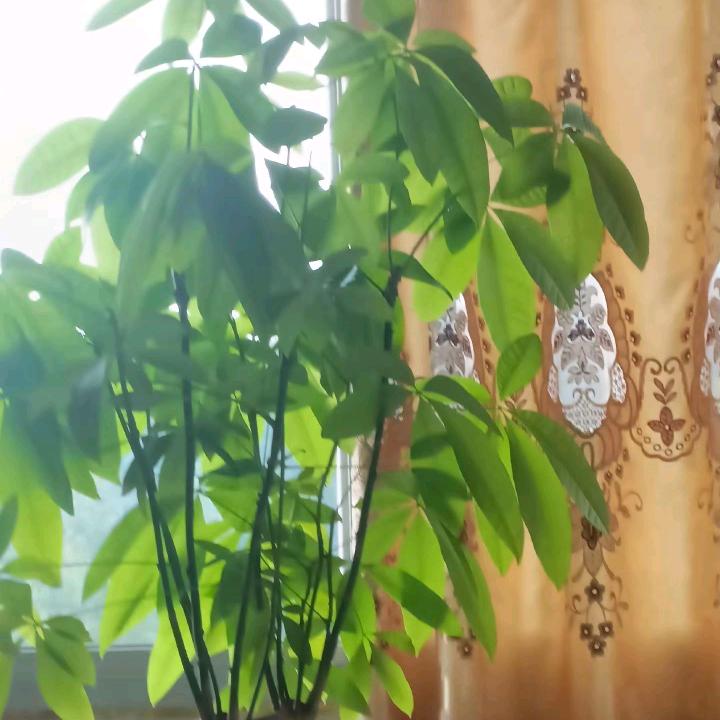 梦想成真-花开富贵