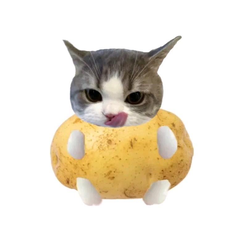 CC-小土豆🥔