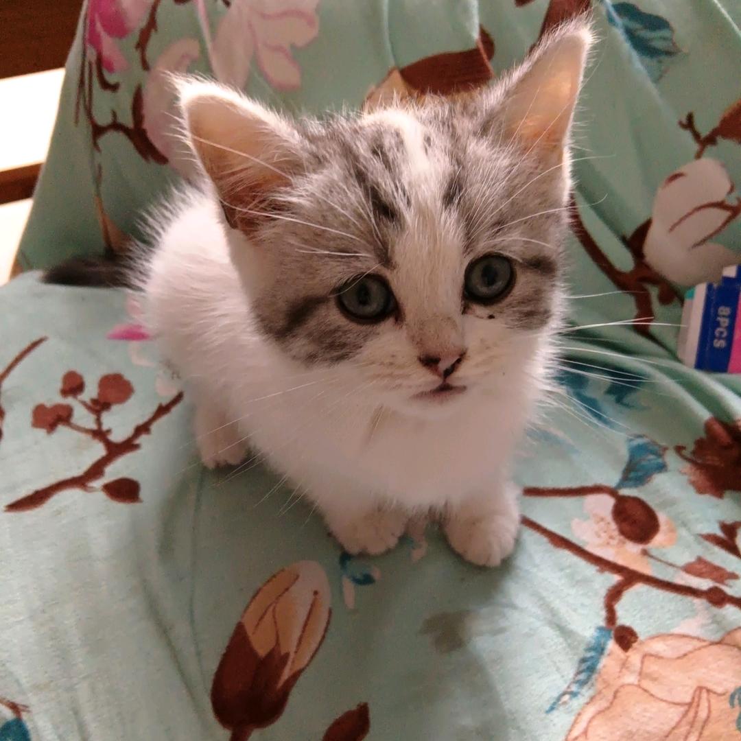 好运连连,花开富贵,十全十美,八方来财,