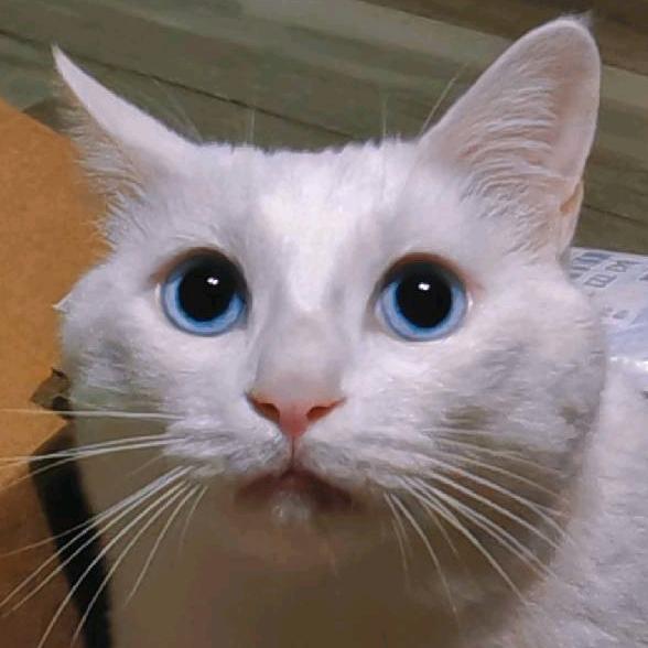 人