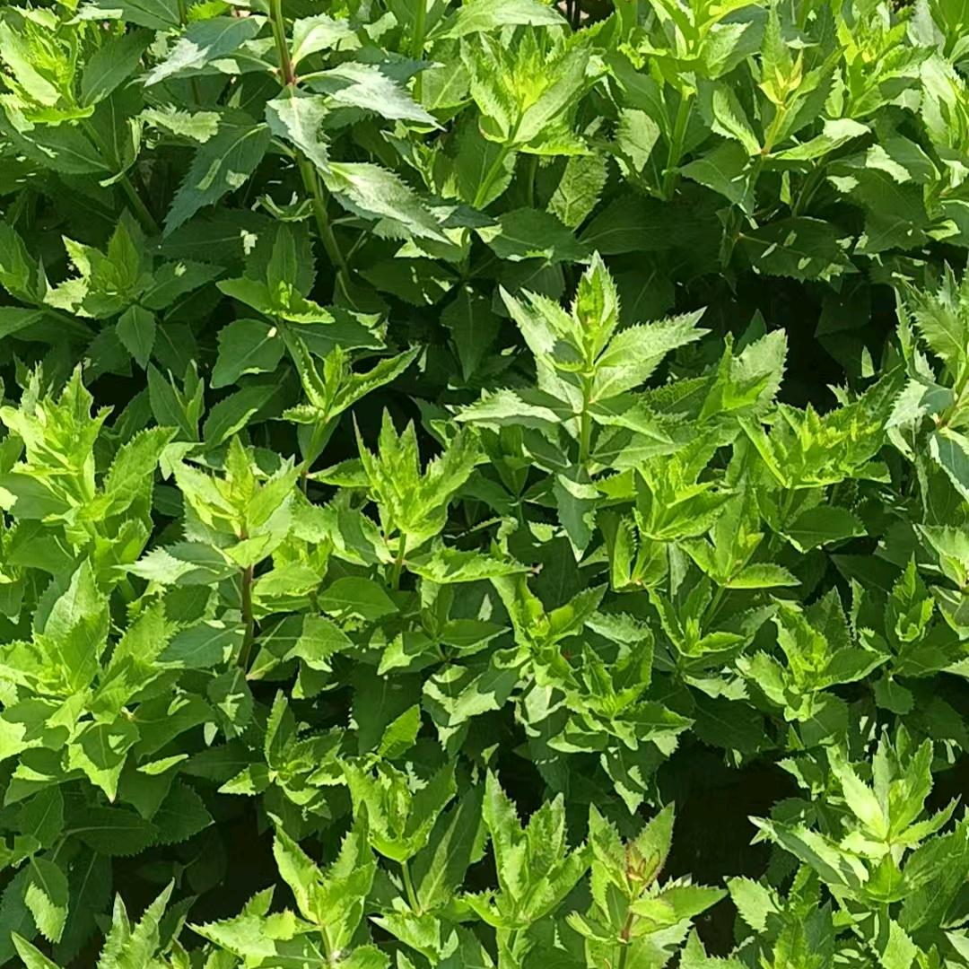 爱玩又敬业的丁研