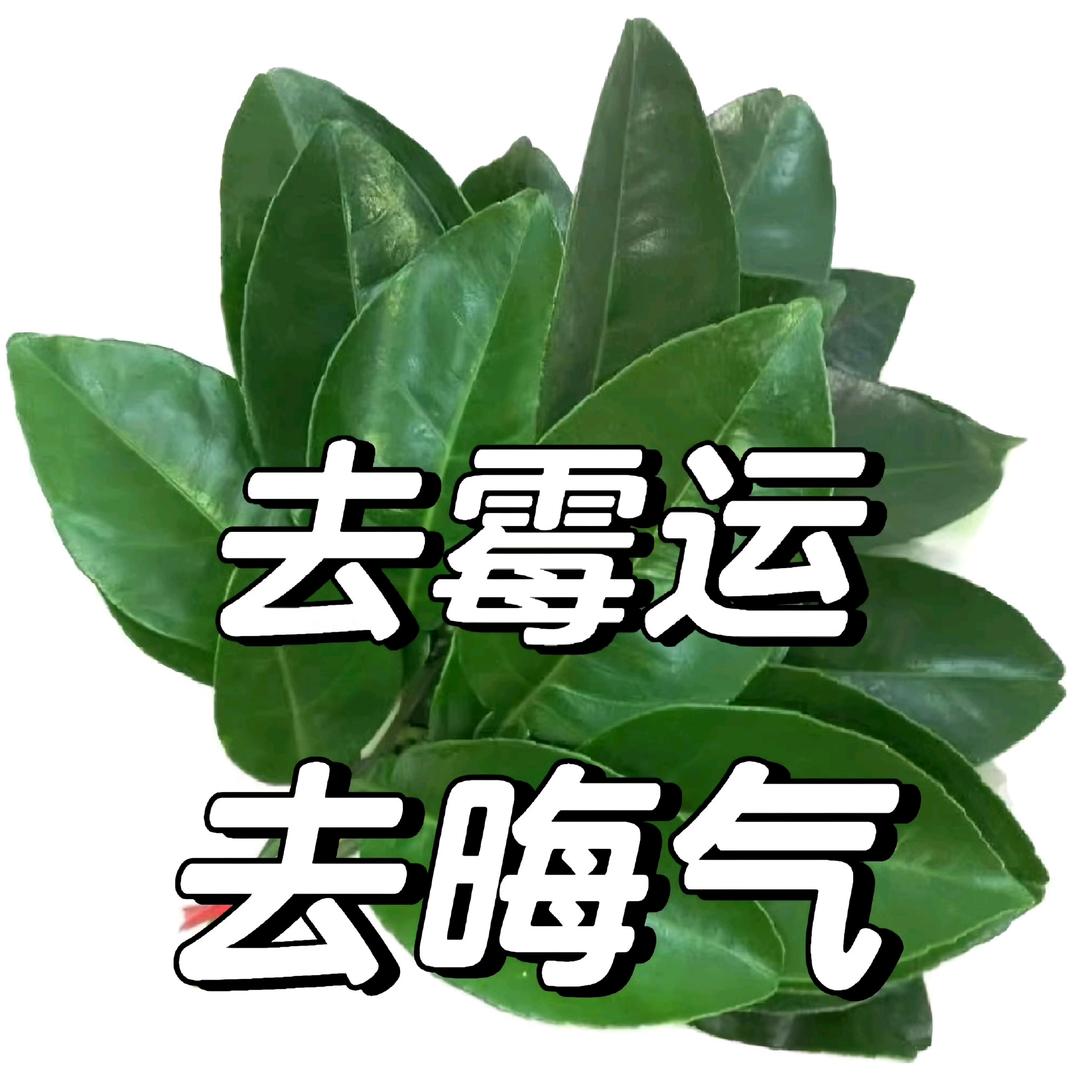 小茶芙