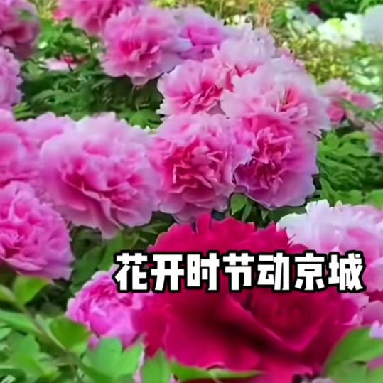 雾🎁中🌹雾头像