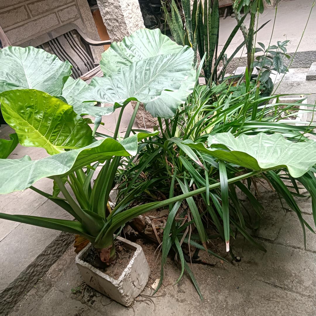 春暧花开