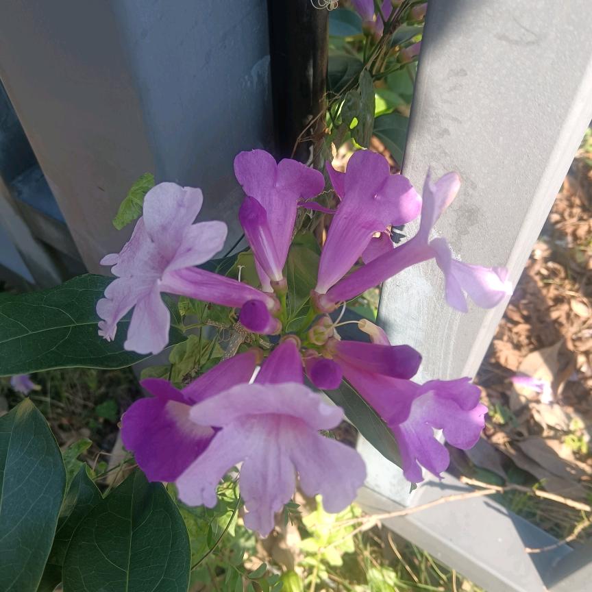 小七