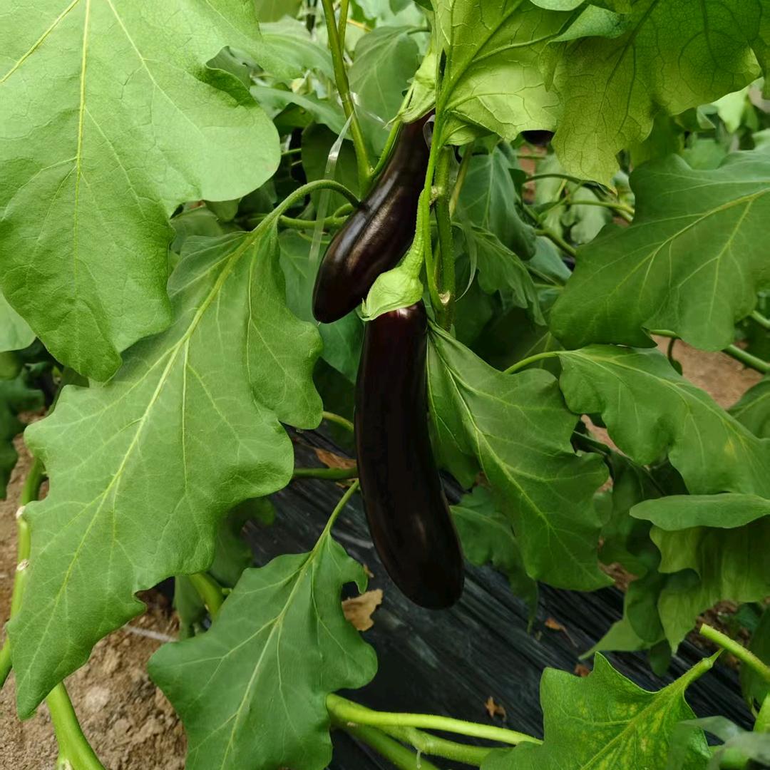 福昌小石聊茄子