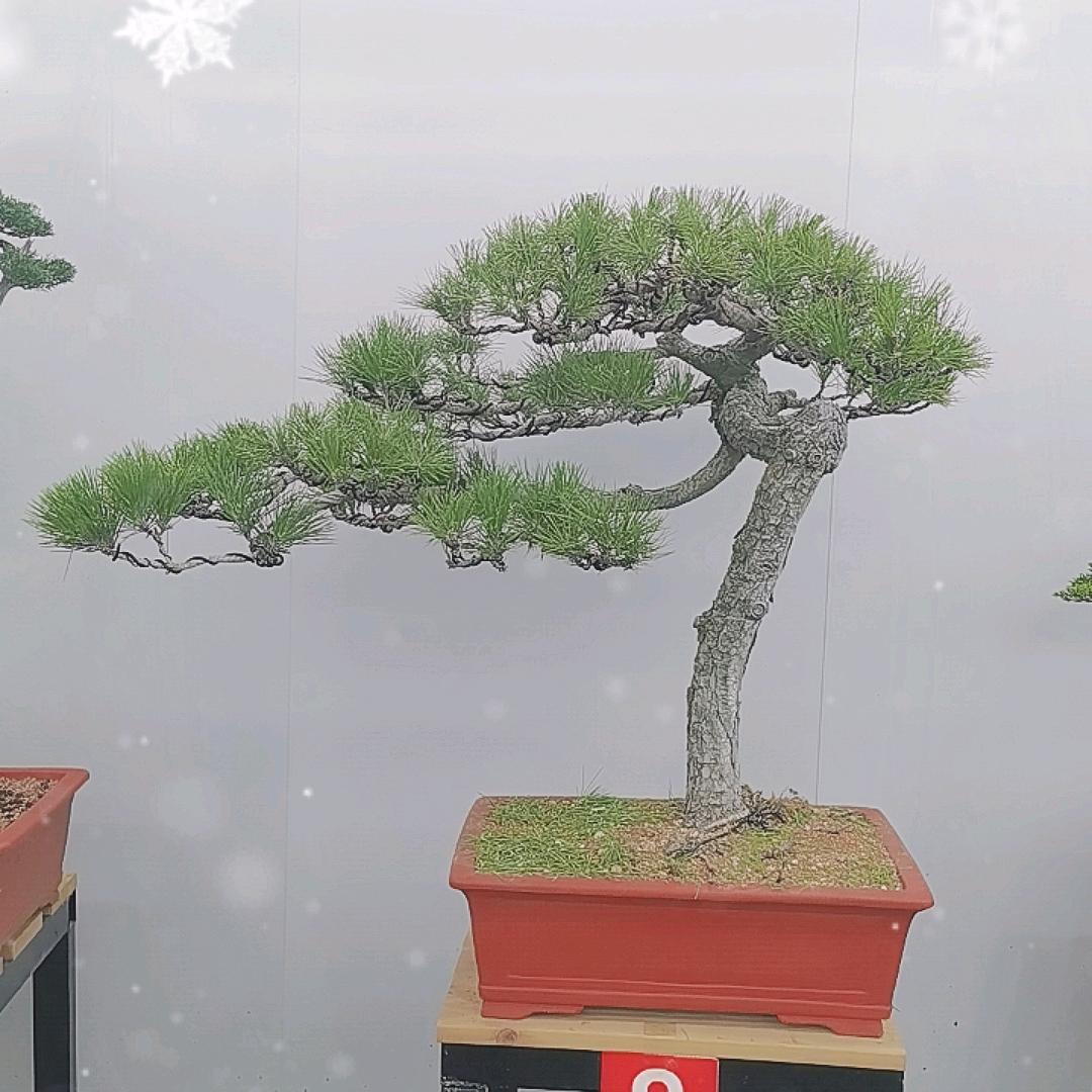鑫橙花卉盆景