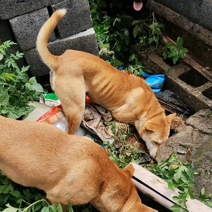 刘星雨