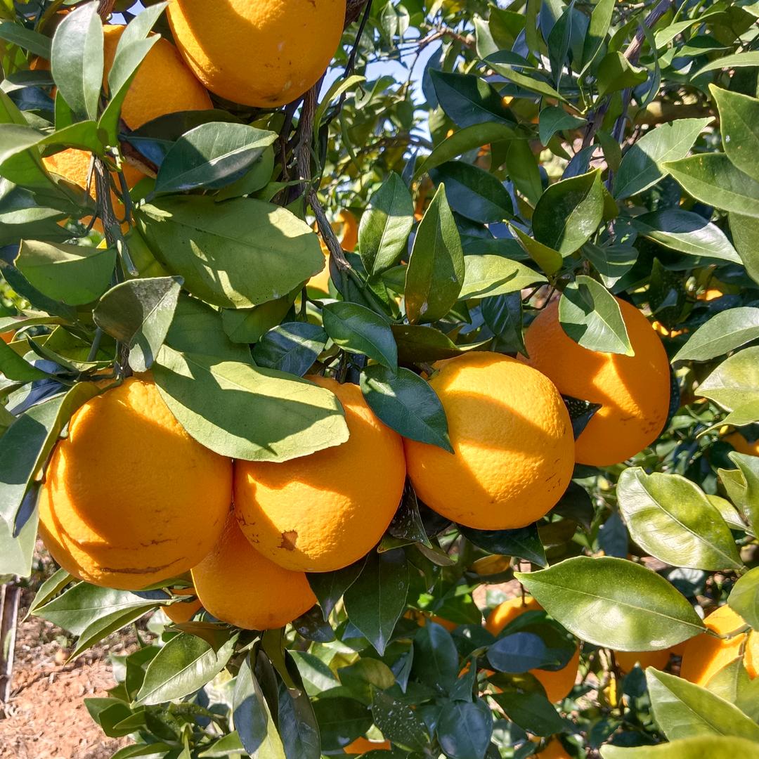 赖凭聘脐橙场地直销暖通