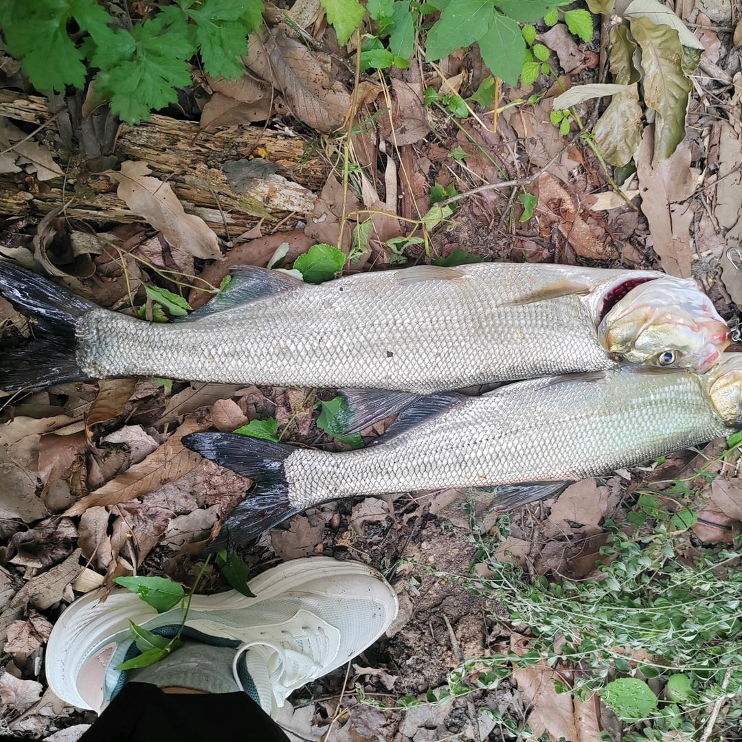 尘封的路亚🎣ᯤ⁶ᴳ