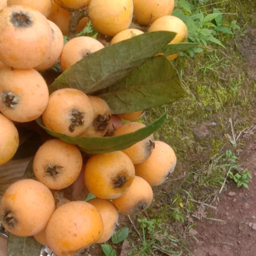 开着飞机看老妈妈