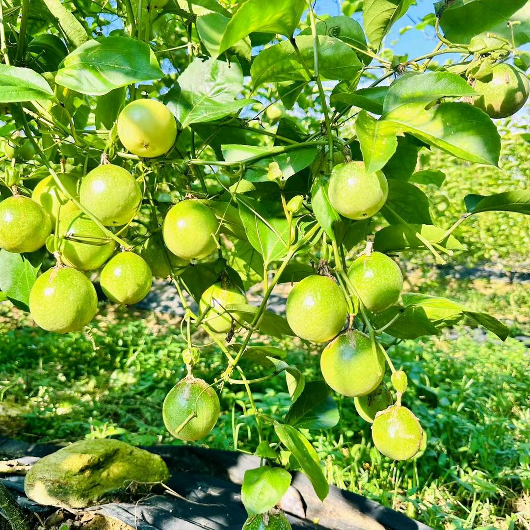 高峰地利坪百香果种植基地