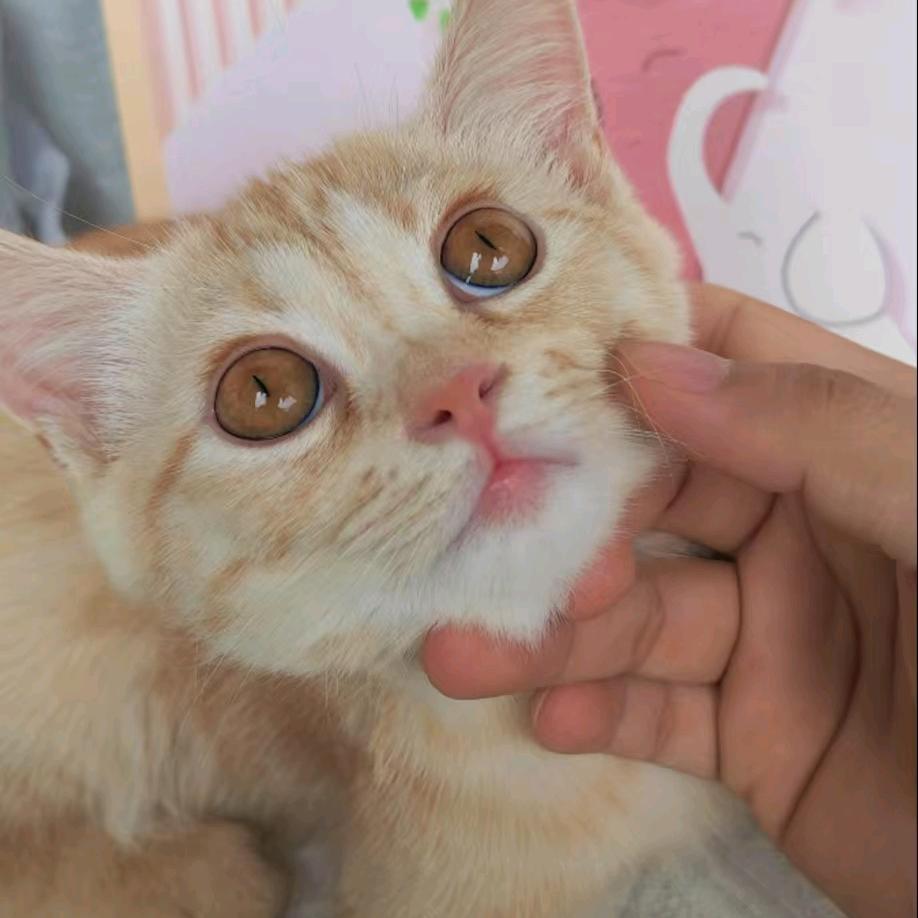 豆包是只橘猫
