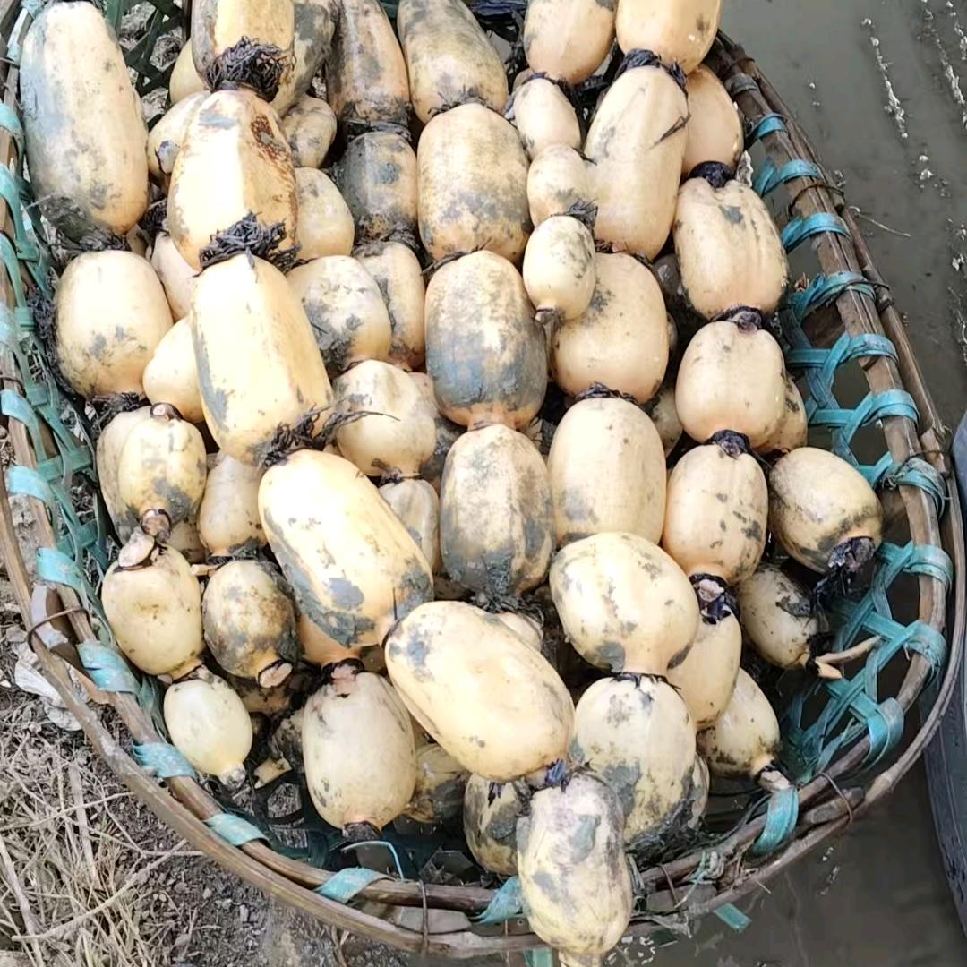 阜南鲍姐莲藕和藕粉