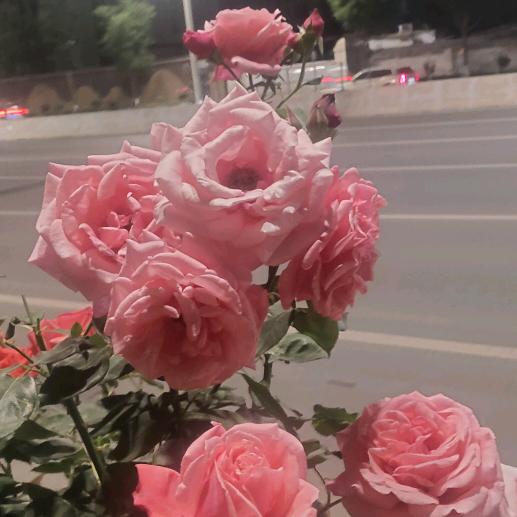 明天更好🌸