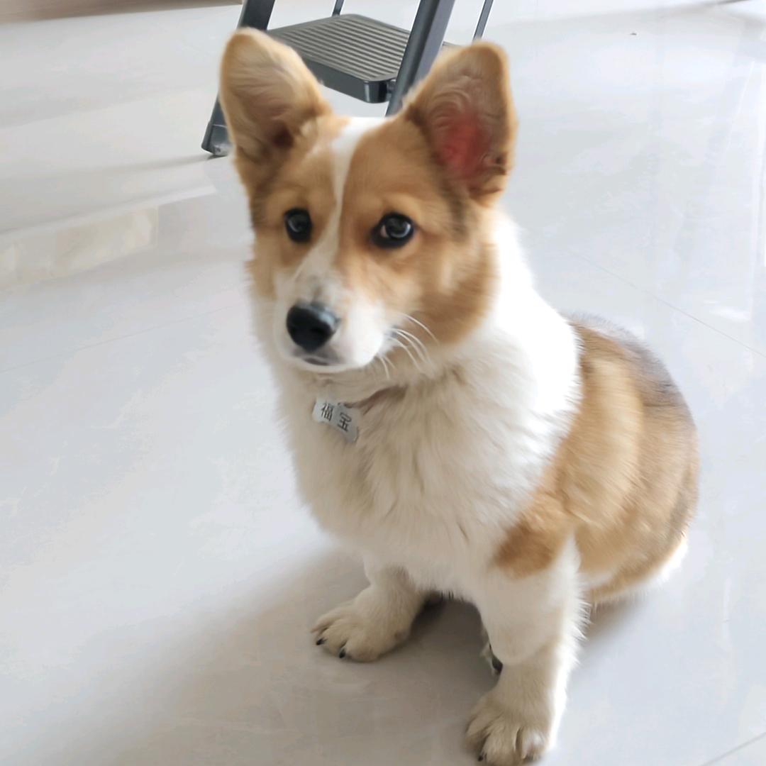 柯基福宝🐶