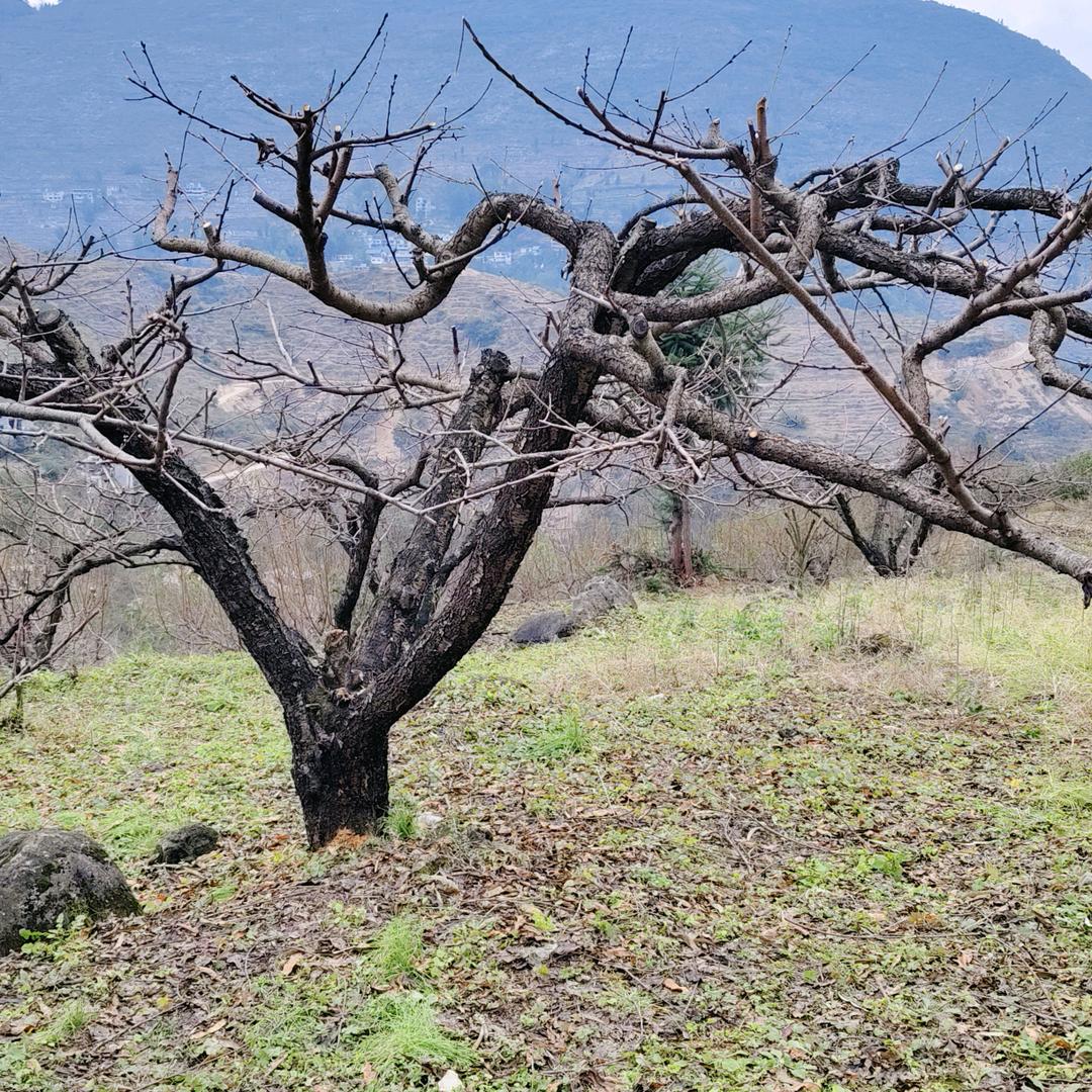 种植妹-助力新人
