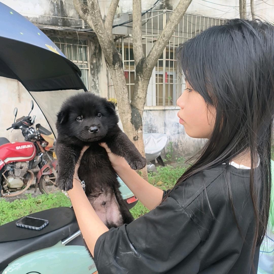 田园犬（灵山站）