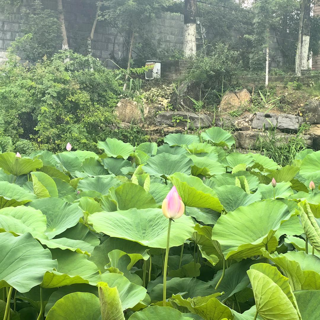 向阳而生